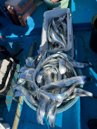 タチウオの釣果