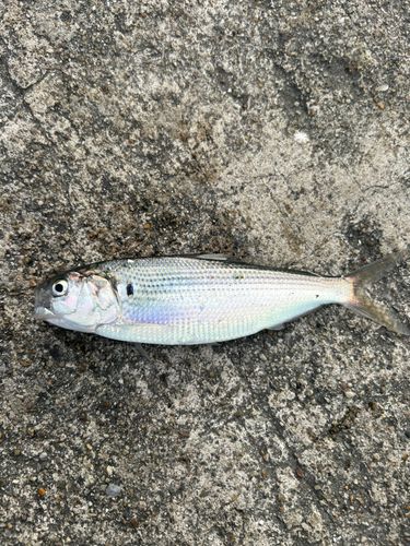 コノシロの釣果