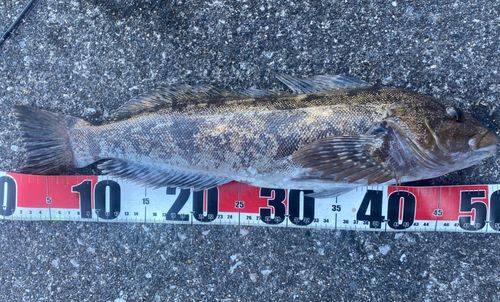 アイナメの釣果