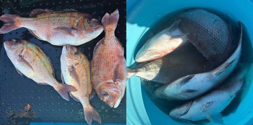 マダイの釣果