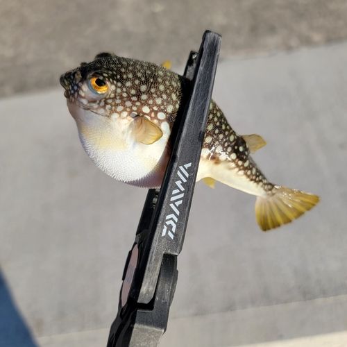 クサフグの釣果