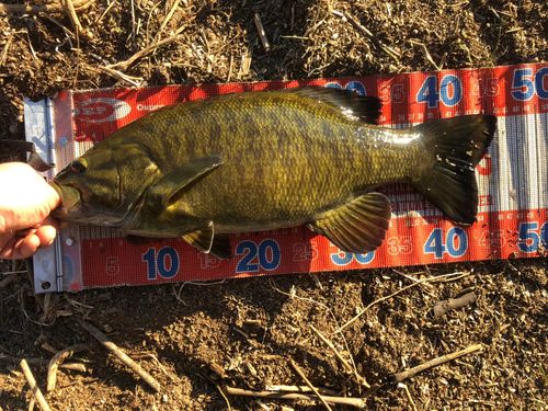 スモールマウスバスの釣果