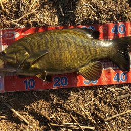 スモールマウスバス