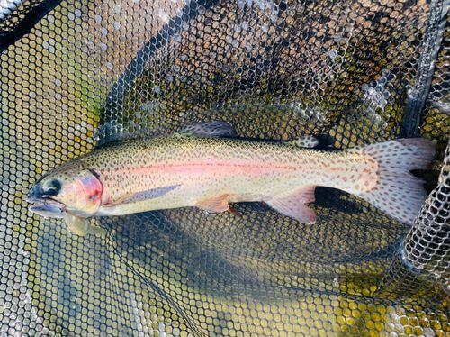 鬼怒川フィッシングエリア