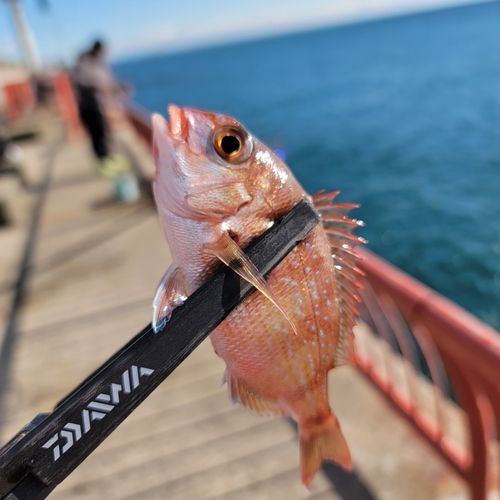 チャリコの釣果