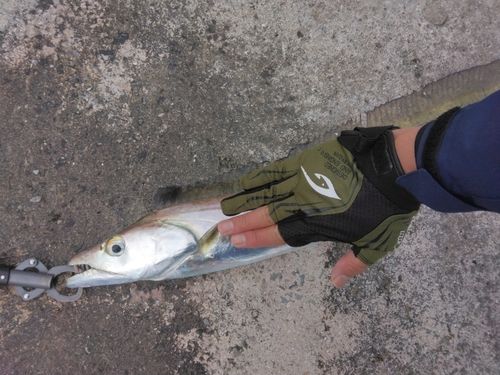 タチウオの釣果