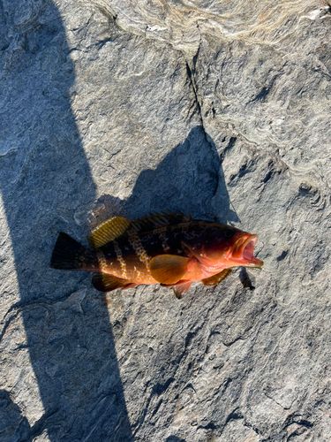 キジハタの釣果