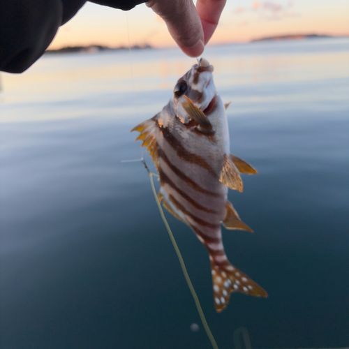 タカノハダイの釣果