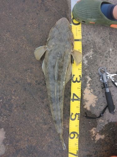 ミナミマゴチの釣果