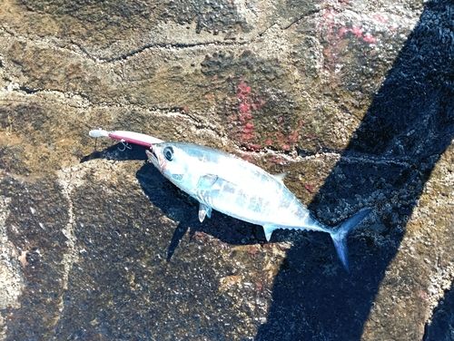 メジマグロの釣果