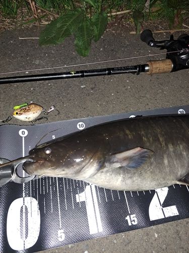 ナマズの釣果