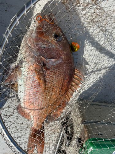 マダイの釣果