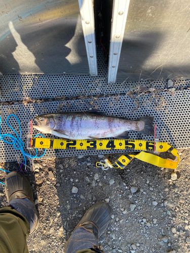 ニジマスの釣果