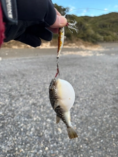 クサフグの釣果