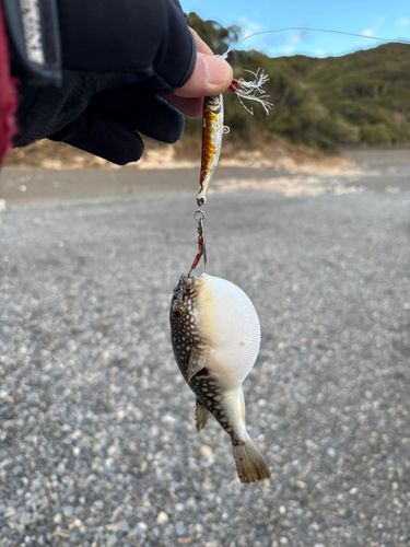 クサフグの釣果