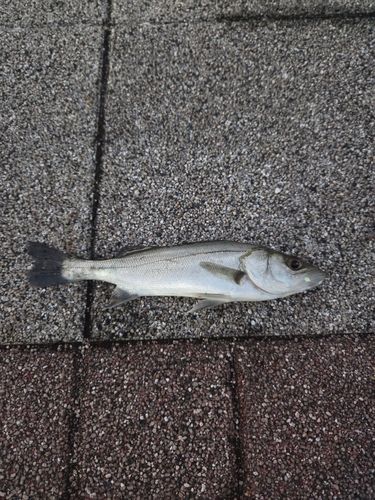 セイゴ（マルスズキ）の釣果