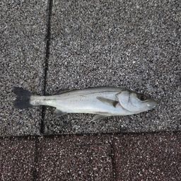 セイゴ（マルスズキ）