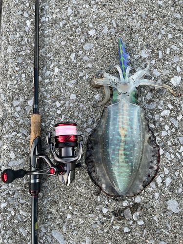 アオリイカの釣果