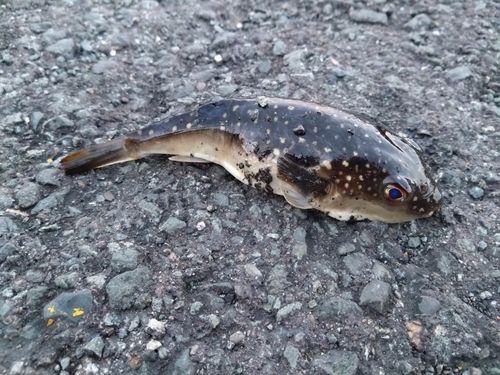 クサフグの釣果