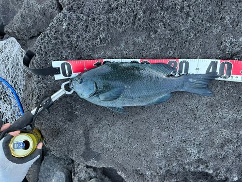 メジナの釣果