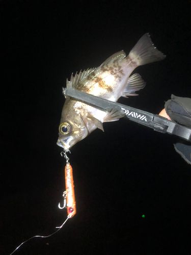 アカメバルの釣果