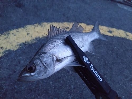 セイゴ（ヒラスズキ）の釣果