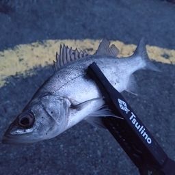 セイゴ（ヒラスズキ）