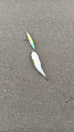 クサフグの釣果