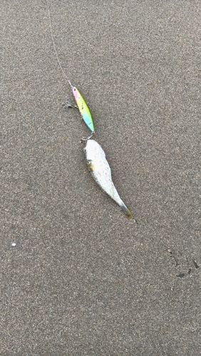 クサフグの釣果