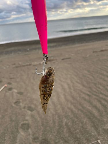 シタビラメの釣果