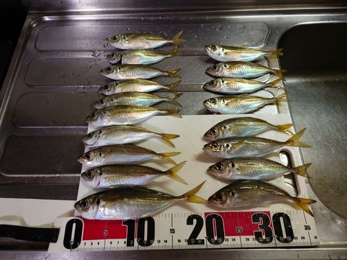 マアジの釣果