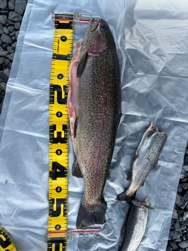 ヤシオマスの釣果