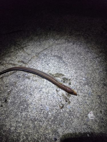 マアナゴの釣果