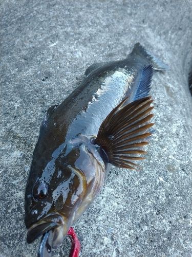 アイナメの釣果