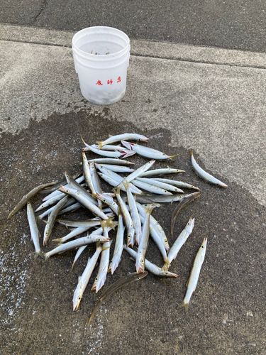 アカカマスの釣果