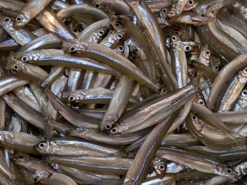 ワカサギの釣果