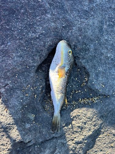 ショウサイフグの釣果