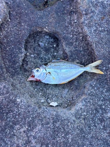 ヒイラギの釣果