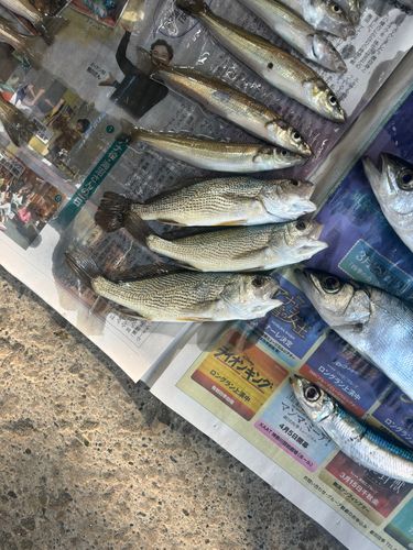 イシモチの釣果