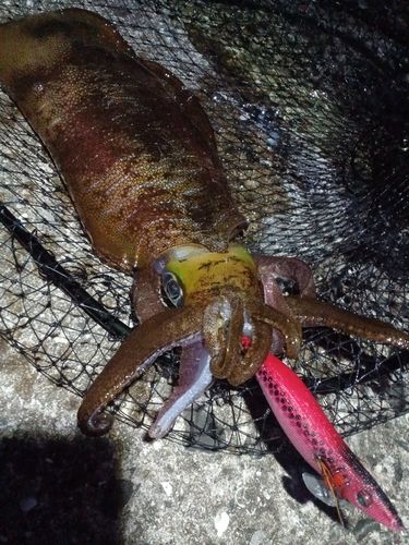 アオリイカの釣果