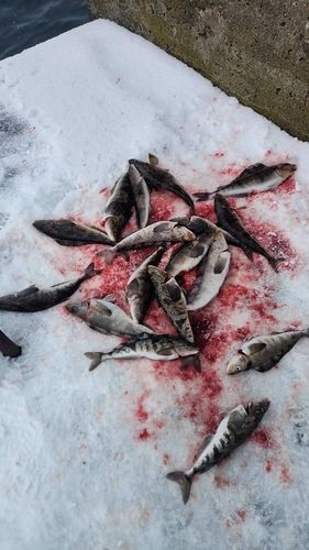 ホッケの釣果