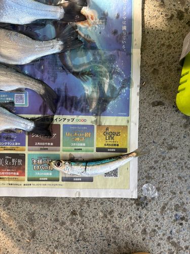 ウルメイワシの釣果