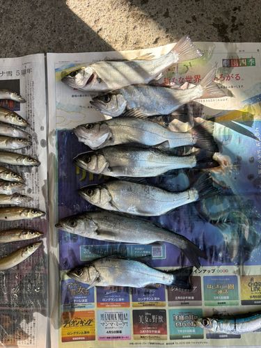 フッコ（マルスズキ）の釣果