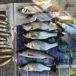 フッコ（マルスズキ）