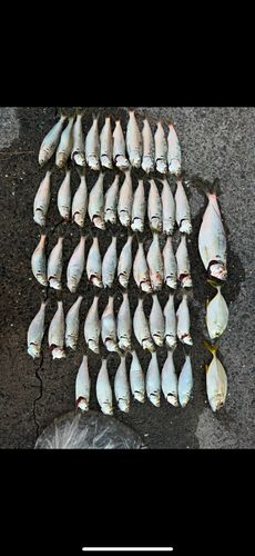 コノシロの釣果