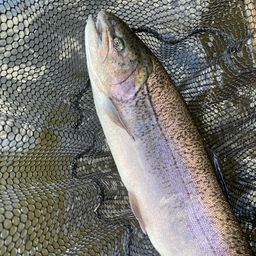 ロックトラウト