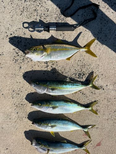 ヒラマサの釣果