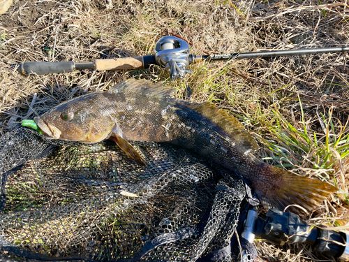 アイナメの釣果