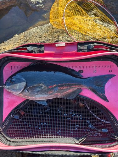 オナガグレの釣果