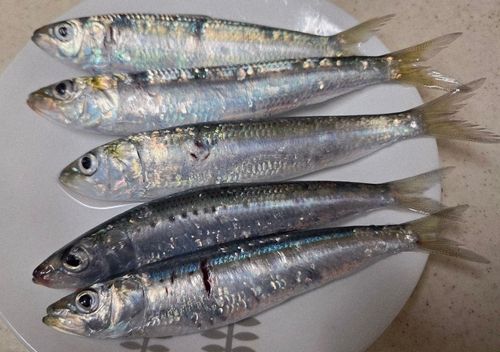 マイワシの釣果